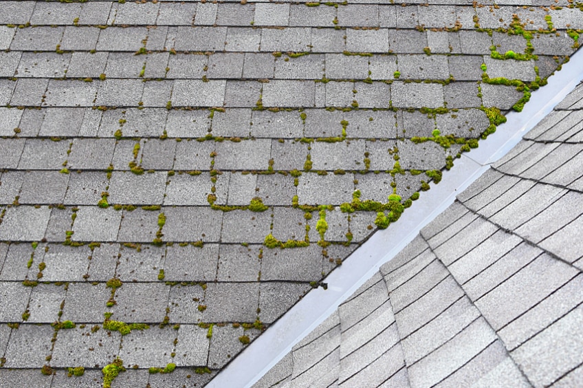Grey asphalt shingles, one part with roof moss, one part clean.