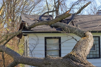 A house damaged by a fallen tree.